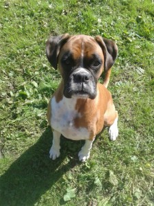 boxer dog