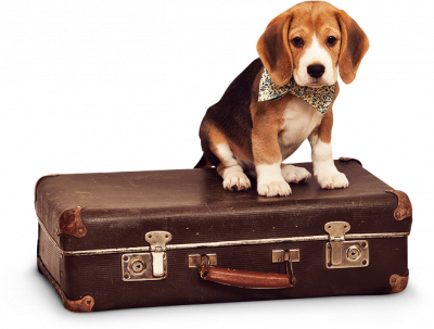 Doggidivas Doncaster Dog Kennels Luxury Pet Hotel